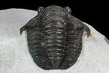 Diademaproetus Trilobite - Ofaten, Morocco #128981-6
